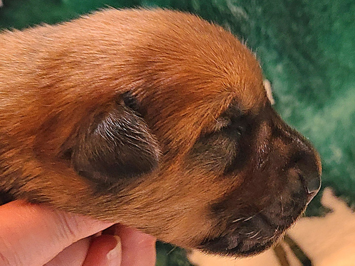chinook puppy